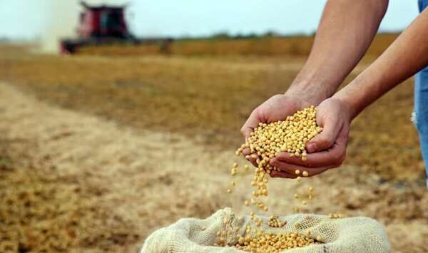 Aceiteras atraviesan situación crítica, pese al crecimiento en la producción de granos - Económico - ABC Color