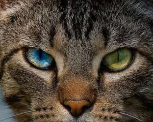 Los perros y gatos con heterocromía: ¿por qué tienen ojos de colores diferentes? - Mascotas - ABC Color