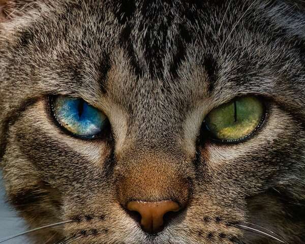 Los perros y gatos con heterocromía: ¿por qué tienen ojos de colores diferentes? - Mascotas - ABC Color