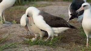 Puso un huevo a los 74 años: así es el albatros de Laysan más longevo del mundo  - Ciencia - ABC Color