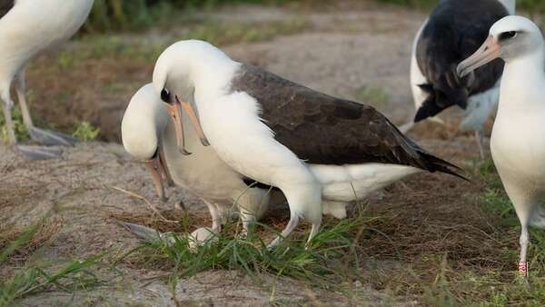Puso un huevo a los 74 años: así es el albatros de Laysan más longevo del mundo - Ciencia - ABC Color