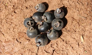 ¿Exploraste ya el delicioso mundo de los frutos comestibles? Un viaje a la naturaleza