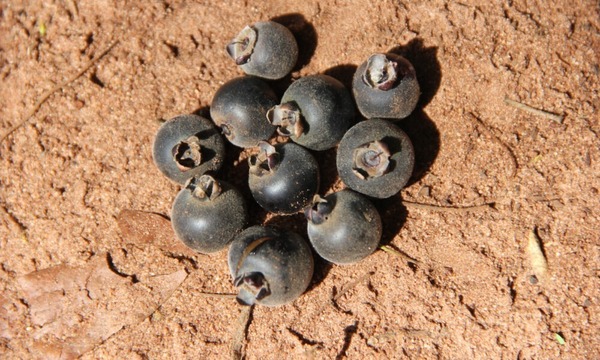¿Exploraste ya el delicioso mundo de los frutos comestibles? Un viaje a la naturaleza