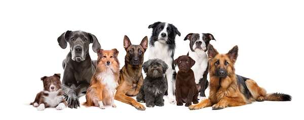 ¿Cómo evolucionaron los perros de los lobos?: similitudes y diferencias hoy - Mascotas - ABC Color