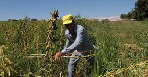 La Nación / Prevén duplicar producción de sésamo mecanizado ante mayor interés de agricultores