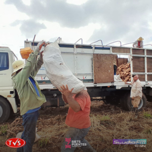 INDERT impulsa la comercialización directa de más de un millón de kilos de mandioca, generando ingresos millonarios para productores - TVS