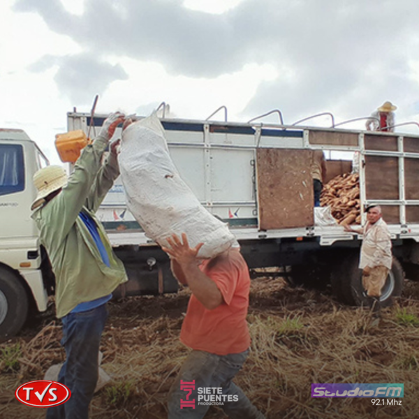 INDERT impulsa la comercialización directa de más de un millón de kilos de mandioca, generando ingresos millonarios para productores - TVS