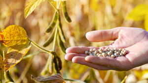Soja en alza: Beneficia a los productores y fortalece la economía nacional