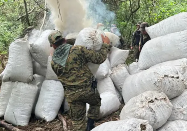 Operativo contra el narcotráfico: Destruyen marihuana en Canindeyú