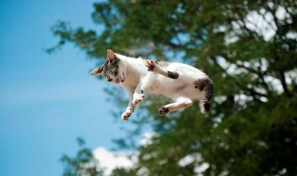 Por qué los gatos siempre caen de pie: la física detrás de su habilidad para girar en el aire - Mascotas - ABC Color