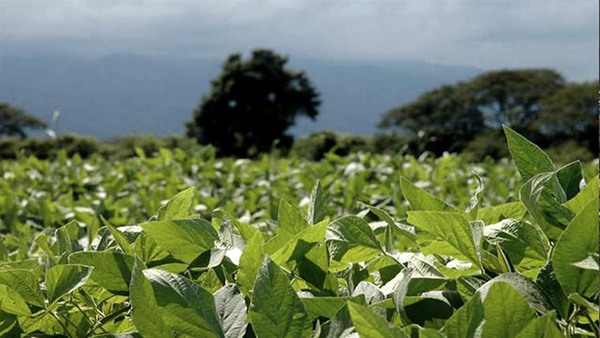 Capeco resalta importancia de las últimas lluvias en beneficio a los cultivos • RADIO NACIONAL