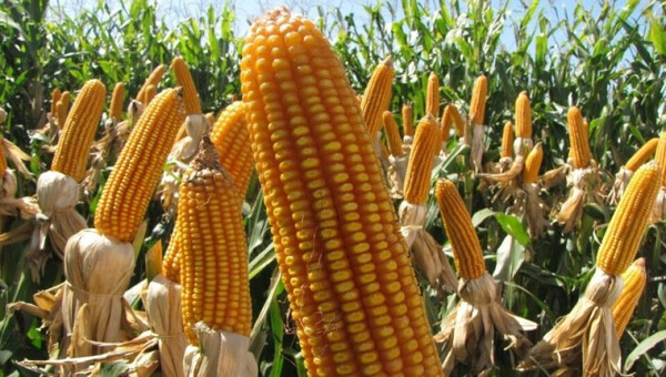 Maíz paraguayo: crece el consumo interno y apunta a varios mercados