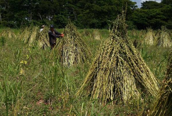 Prevén duplicar producción de sésamo mecanizado ante mayor interés de agricultores
