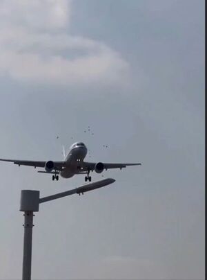 (Video) Avión choca con una bandada de pájaros al aterrizar