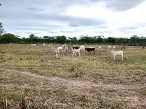 Escasas lluvias alertan sobre la posibilidad de tempranera sequía en el Alto Paraguay - Noticias del Chaco - ABC Color