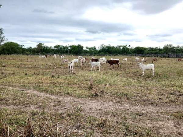 Escasas lluvias alertan sobre la posibilidad de tempranera sequía en el Alto Paraguay - Noticias del Chaco - ABC Color