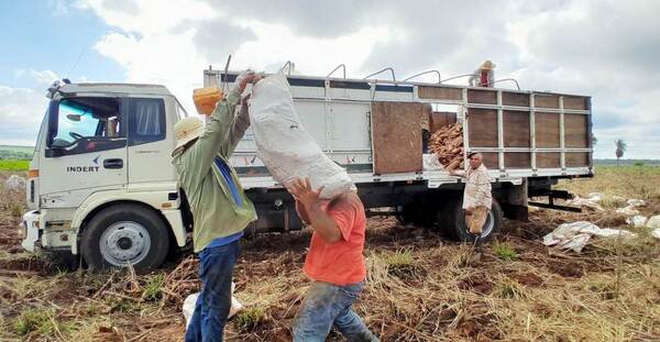 Aumentó 42% el transporte de mandioca en las colonias del INDERT
