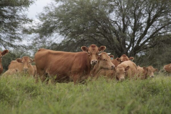 AFD presentó producto financiero que promueve prácticas modernas y sustentables en el sector ganadero - .::Agencia IP::.