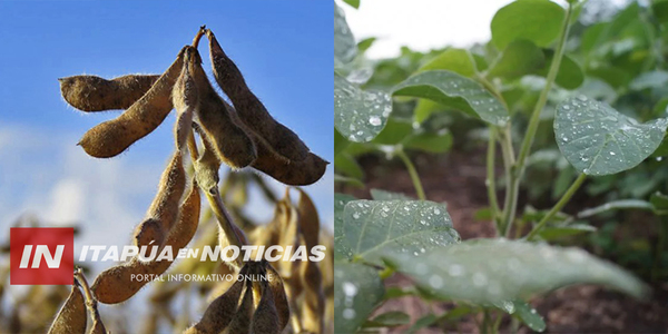 LO POSITIVO: LLUVIAS BENEFICIAN A LOS CULTIVOS DE SOJA EN VARIAS ZONAS DE ITAPÚA - Itapúa Noticias