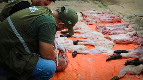 Cinco personas caen con 350 kilos de carne silvestre y son imputadas por delitos ambientales
