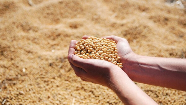 Productos derivados de la soja inyectaron al país cerca de US$ 4.000 millones en el 2024 | Agronegocios | 5Días