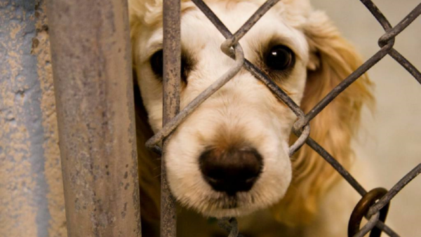 Invitan a charla para concientizar sobre el abandono y maltrato animal