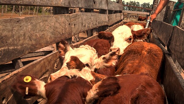Identificación animal iniciará con el primer periodo de vacunación