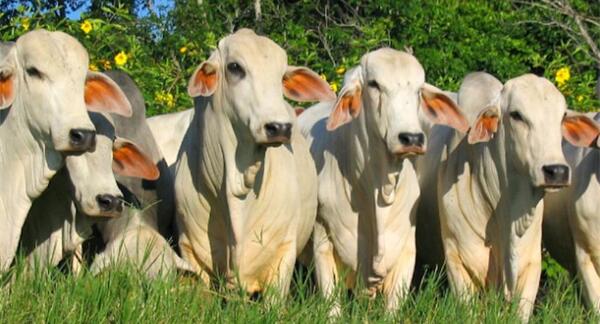 La AFD presentó nuevo producto financiero para el sector ganadero