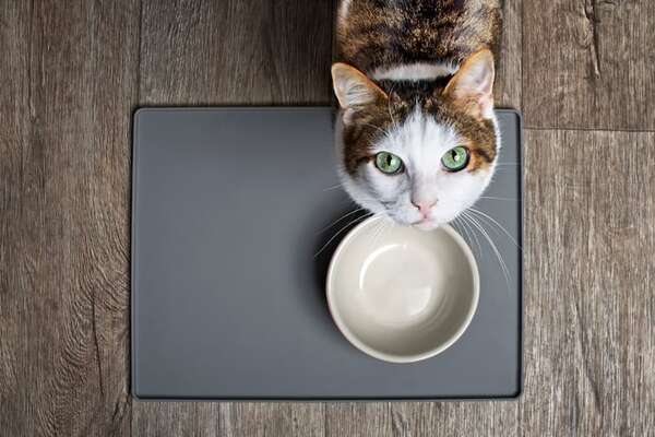 El papel de la dieta en la salud felina: alimentos que ayudan a prevenir enfermedades - Mascotas - ABC Color