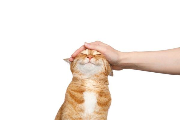 Hoy se celebra el Día Internacional de los Derechos de los Animales