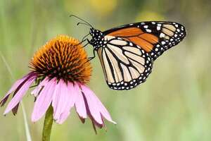 Incertidumbre en torno a las acciones para salvar a la mariposa monarca de la extinción - Ciencia - ABC Color