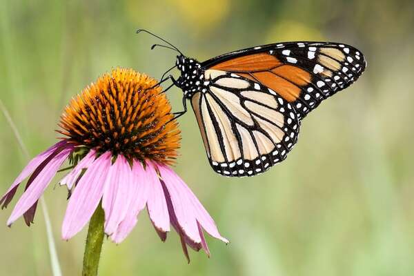 Incertidumbre en torno a las acciones para salvar a la mariposa monarca de la extinción - Ciencia - ABC Color
