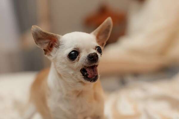 Los secretos detrás de los ladridos y maullidos: ¿cómo interpretarlos correctamente? - Mascotas - ABC Color