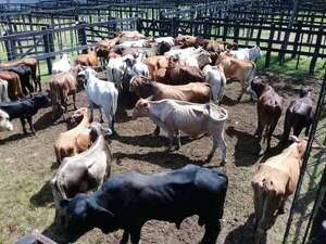 Denuncian el hurto de 10 animales vacunos y dos ovinos en establecimientos de Paraguarí - Nacionales - ABC Color