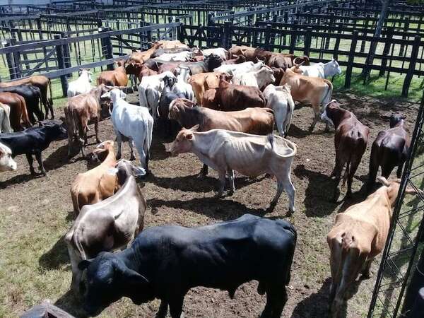Denuncian el hurto de 10 animales vacunos y dos ovinos en establecimientos de Paraguarí - Nacionales - ABC Color