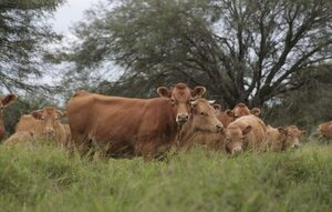 Sector cárnico planea exportar 70% de su producción en el 2025, sin descuidar el mercado interno