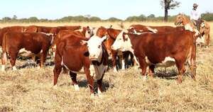 Diario HOY | Hato ganadero podría reducirse por bajos precios al productor, alertan