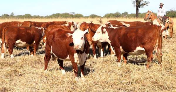 Diario HOY | Hato ganadero podría reducirse por bajos precios al productor, alertan