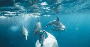Diario HOY | Fentanilo, la droga que azota a EEUU, ahora intoxica a 30 delfines