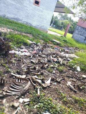 Carapeguá: exigen intervención del matadero municipal por la contaminación que ocasiona  - Nacionales - ABC Color