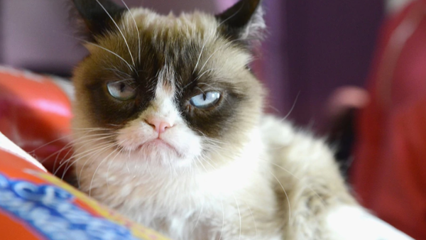 7 señales de que tu Gato no es tan insensible