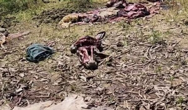 Investigan hecho de abigeato y hurto en Arroyito