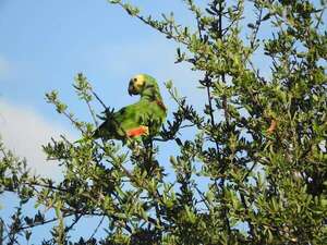 Presentan guía para identificar las especies más traficadas de la fauna - Noticias del Chaco - ABC Color