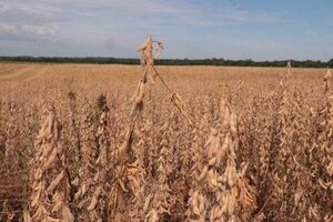 Soja cerró zafra con exportaciones por US$ 4.000 millones