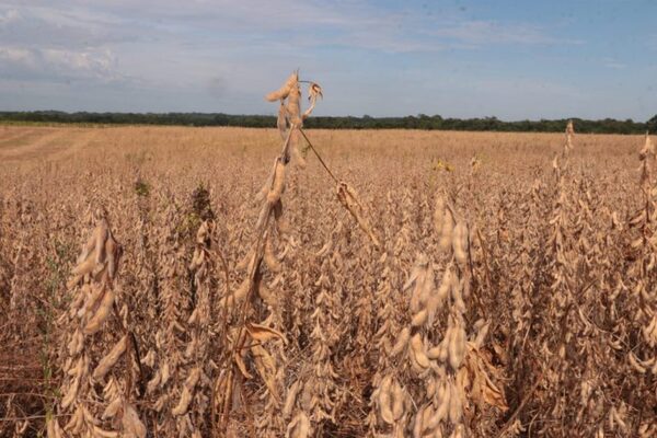 Soja cerró zafra con exportaciones por US$ 4.000 millones