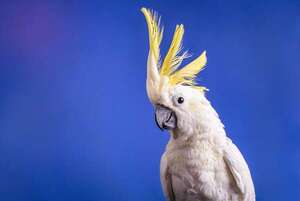 Pájaros que bailan al ritmo de la música: ciencia detrás del movimiento sincronizado  - Mascotas - ABC Color