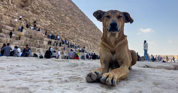 La Nación / Viral: perros callejeros son sensación por escalar pirámide de Egipto