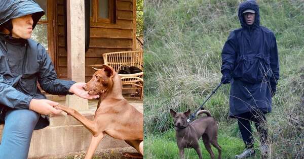 La Nación / Premian a Liam Gallagher por viajar 9.500 km para rescatar a un perro sin pedigrí