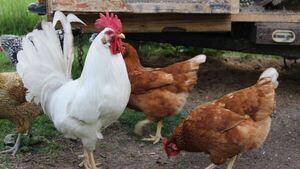 Robó gallinas de su vecina para “celebrar” la colación de su hijo