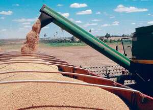 Soja paraguaya sostuvo la creciente molienda argentina, mientras aceiteras locales afrontan crisis - Economía - ABC Color